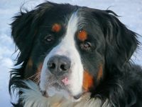 bernese-mountain-dog-gff4deb998_640_1