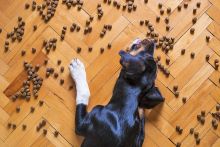 dog-food-g137d66260_640